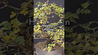 Beautifull Old Hawthorn Bonsai Entering Fall [upl. by Zetes697]