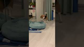 Orła cień pets shots beaglelove puppy beaglepup beagle humor funny cute shorts animals [upl. by Obnukotalo]