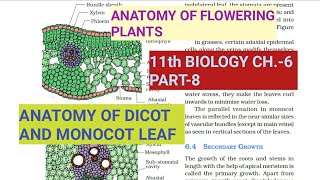 Class 11 BiologyCh6 Part8Anatomy of Dicot amp Monocot LeafStudy with Farru [upl. by Yeleak]