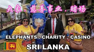 Elephants Charity Casino  大象 慈善事业 赌场  斯里兰卡  ORHPANAGE  CASINO MARINA  COLOMBO  SRI LANKA [upl. by Sitruc]