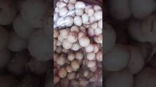 new harvest lanzones shortvideo fruit shorts trending [upl. by Nedac]