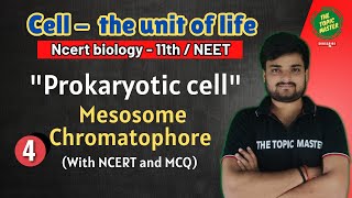 mesosome and chromatophore [upl. by Llerej]