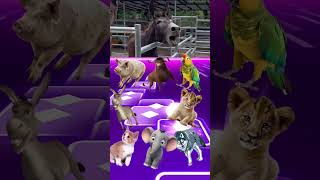 Pig Ferdinand Parrot Donkey Tiger Cat Wild Wolf Elephant  Coffin Dance shorts animals [upl. by Lombardo]