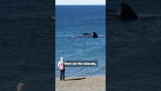 Farallon Islands Shark Watching Adventure Near San Francisco [upl. by Ainattirb381]