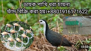 dahuk pakhir fadhash dhora china janggi fadwaterhen dahuk Bird trap huntingcock trap [upl. by Ettezel]