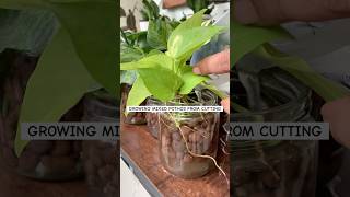 How to grow pothos from cutting  pothos varieties  mixed pothos  money plant water propagation [upl. by Fitalludba517]