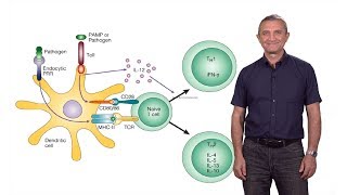 Ruslan Medzhitov Yale  HHMI The Role of TollLike Receptors in the Control of Adaptive Immunity [upl. by Alisia]