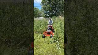 TOWERING 7foot grass is SWALLOWING this house whole – NO ONE had a CLUE what to do [upl. by Aerahs]