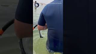 Paddle Boarder Takes a Topple at Just the Wrong Moment [upl. by Nuhsed66]