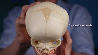 Fontanelle anatomy [upl. by Ogilvie665]