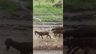 Lamb calling her mother sheep while feeding grass wyraltv [upl. by Atirma672]