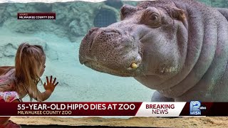 Oldest hippo in US zoos dies at Milwaukee Zoo at age 55 [upl. by Eardnoed]