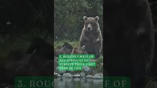 5 Facts About Brown Bear Cubs [upl. by Ahterod803]