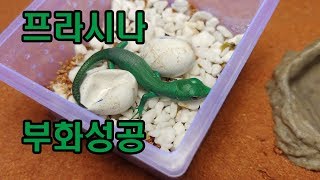 프라시나그린 킬벨리드 리자드 부화 성공 서울 중리단길 파충류샵 반려동물 파충류 희귀애완동물 도마뱀키우기 번식 [upl. by Aivax]