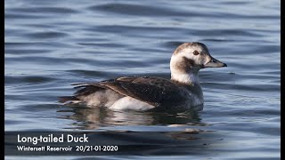 A beautiful LONG TAILED DUCK diving and feeding [upl. by Frederik]