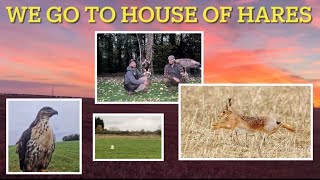 FALCONRY out with the magical BROWN HARES [upl. by Sherri]