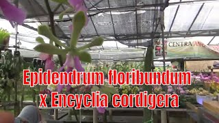 Epidendrum floribundum x Encyclia cordigera [upl. by Nonez]