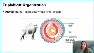 Classifying Animals Germ Layers [upl. by Cristie756]