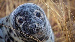 Gray Seals Sentinels of Our Shared Marine Habitat [upl. by Enowtna]