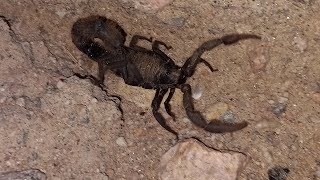 Angry thick tailed scorpion  Parabuthus villosus with an attitude [upl. by Crichton]