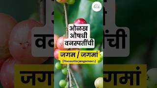 जगमजगमां  Flcourtia jangomas L  औषधी वनस्पती  Medicinal plant [upl. by Aicnerolf362]