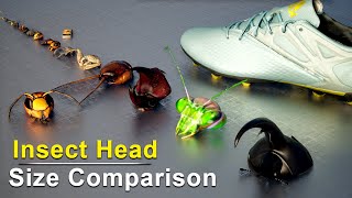 Insect Head Size Comparison  Insect Face Size Comparison [upl. by Casey611]