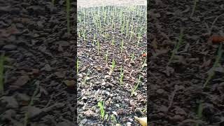 Lahsun germination garlic🧄🧄🧄 gardening vegetablegarden [upl. by Othilie]