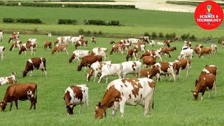 WONDERFUL AYRSHIRE AND SHORTHORN COW DAIRY FARM MODERN TECHNOLOGY CATTLE FARMING COW DAIRY FARMING [upl. by Onailerua]