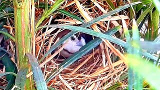 Bird aviary release  Owl Finches  Taeniopygia bichenovii [upl. by Flavia]