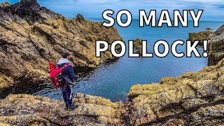 Shore Fishing for Pollock In South West Scotland  Sea Fishing UK 4K [upl. by Milson744]