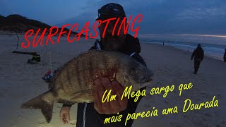 Pesca Surfcasting o Mega Sargo que mais parecia uma Dourada [upl. by Leesen225]