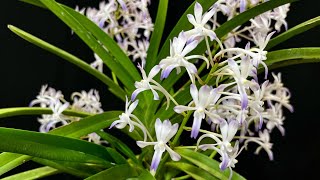 蘭花（140）（粵語）風蘭藍鳥 Neostylis Lou Sneary BluebirdNeofinetia falcata x Rhynchostylis coelestis [upl. by Areema692]