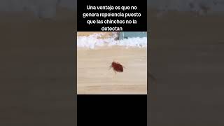 ❌No utilices la tierra de diatomeas para las chinches de cama❌ antes de ver este video 😰 [upl. by Yffat]