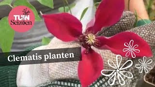 Clematis planten  Tuinseizoen [upl. by Gretna]