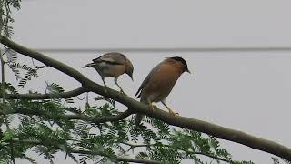 Brahminy Starling 08 10 24 S Bhl Dm Bildi 1 [upl. by Aileon]