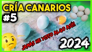 5 CRÍA CANARIOS 2024  Toda mi VIDA pensé que era IMPOSIBLE [upl. by Kinny]