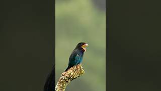 Oriental Dollarbird Regurgitating Bee shortvideos wildlife nature nature viralshorts [upl. by Seni]