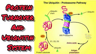 Protein turnover and Ubiquitinproteasome system [upl. by Haneekas]