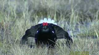 ORRE Black Grouse Lyrurus tetrix Klipp  638 [upl. by Jordana]