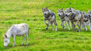 I Lupi Attaccarono Lasino  Rari Combattimenti Tra Animali Ripresi Dalla Telecamera [upl. by Teena]