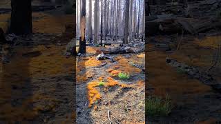 Redwood Forest in Yosemite National Park California [upl. by Grannia]