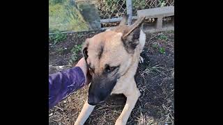 A1978819 Fiona getting pets amp zoomies [upl. by Esaertal]