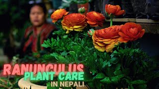 Ranunculus Plant Care in Nepali I Beautiful Buttercup Flowering Plants Tips and Care [upl. by Bren]