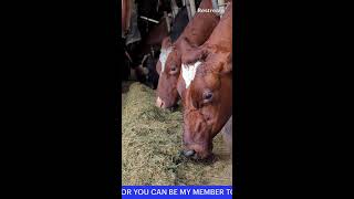 COWS EATING HAY asmr yt growth food travel adventure new youtube youtubeshorts [upl. by Takakura]