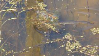 Triturus cristatus great crested newt feeding on Rana dalmatina agile frog eggs in Romania [upl. by Maighdiln444]