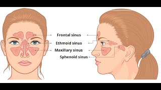 PARANASAL AIR SINUSESFRONTAL MAXILLARY ETHAMOIDAL SPHINOIDAL SINUSHEAD AND NECK ANATOMY IN TAMIL [upl. by Einnoj]