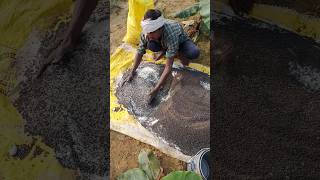 FERTILIZER banana farmerkisan cover dance song music agriculture [upl. by Jabez588]