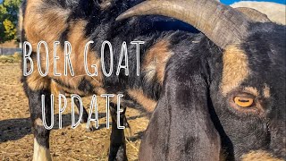 BREEDING BOER GOATS BLACK DAPPLED BUCK UPDATE [upl. by Annail]