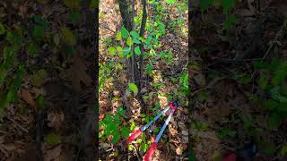 Invasive species alert  European buckthorn shorts ohio [upl. by Baumbaugh]