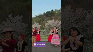 waipio paeaea 훌라댄스 hula 훌라센스 [upl. by Airbmat]